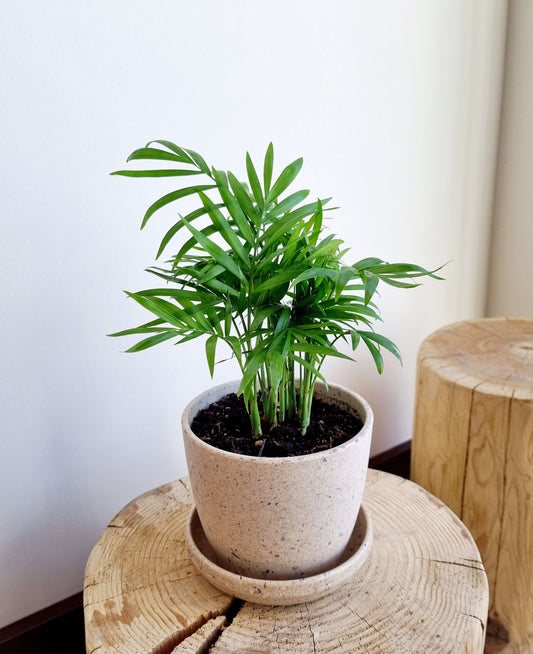 Parlour Palm (Bella)