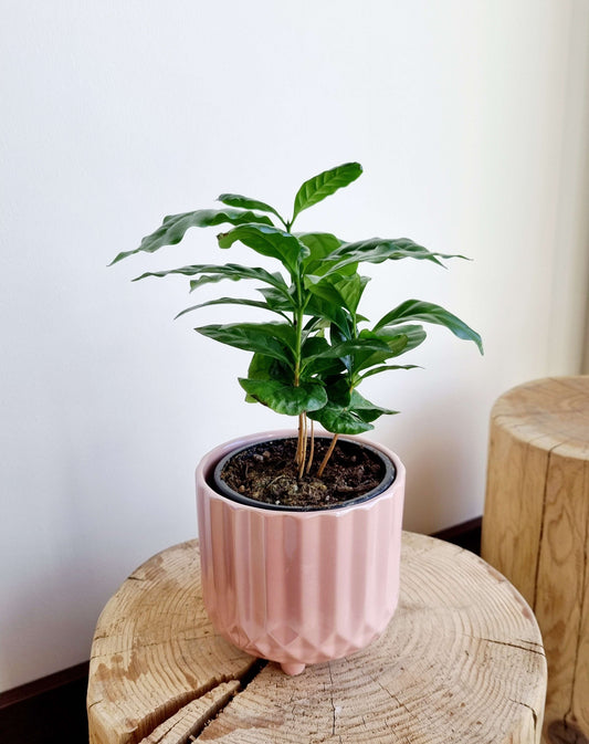 Ceramic Planter