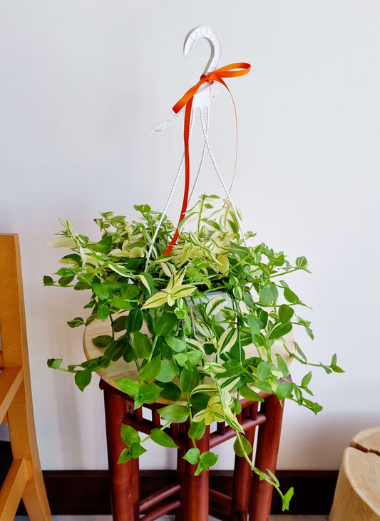 Tradescantia Creme