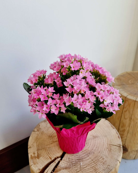 Kalanchoe Premium