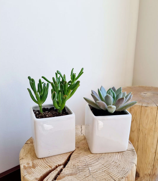 Ceramic Cube Succulent
