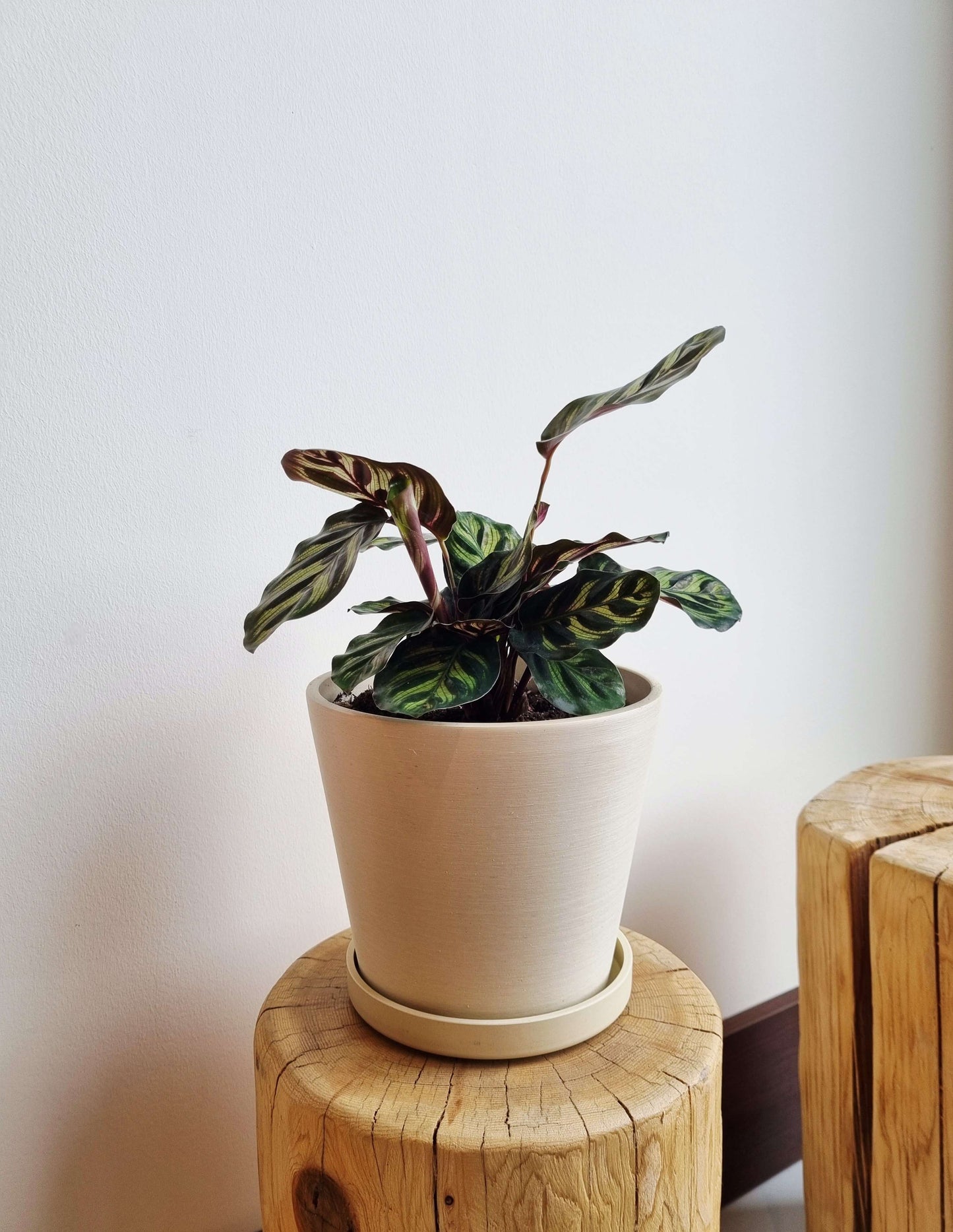 Calathea