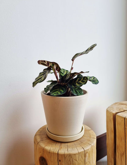 Calathea