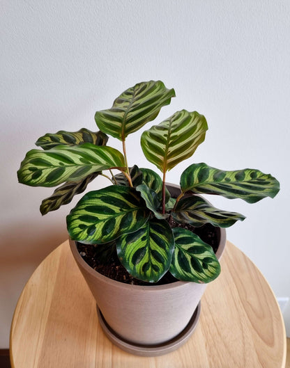 Calathea