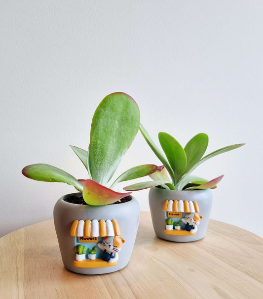Flower Cafe Succulent