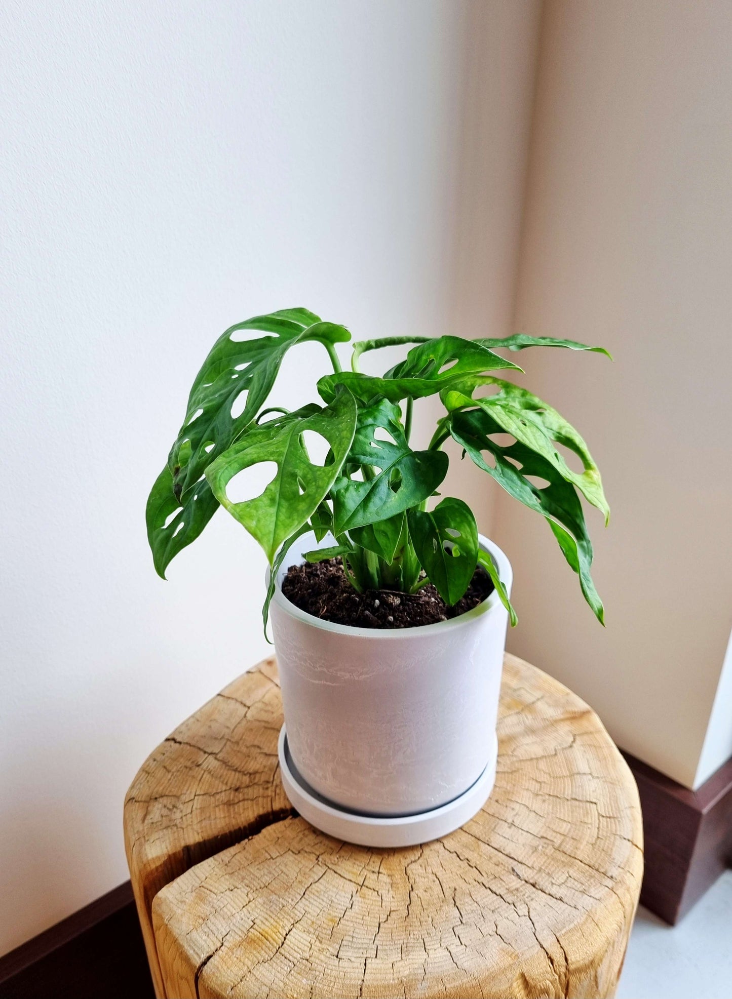Monstera Monkey Mask
