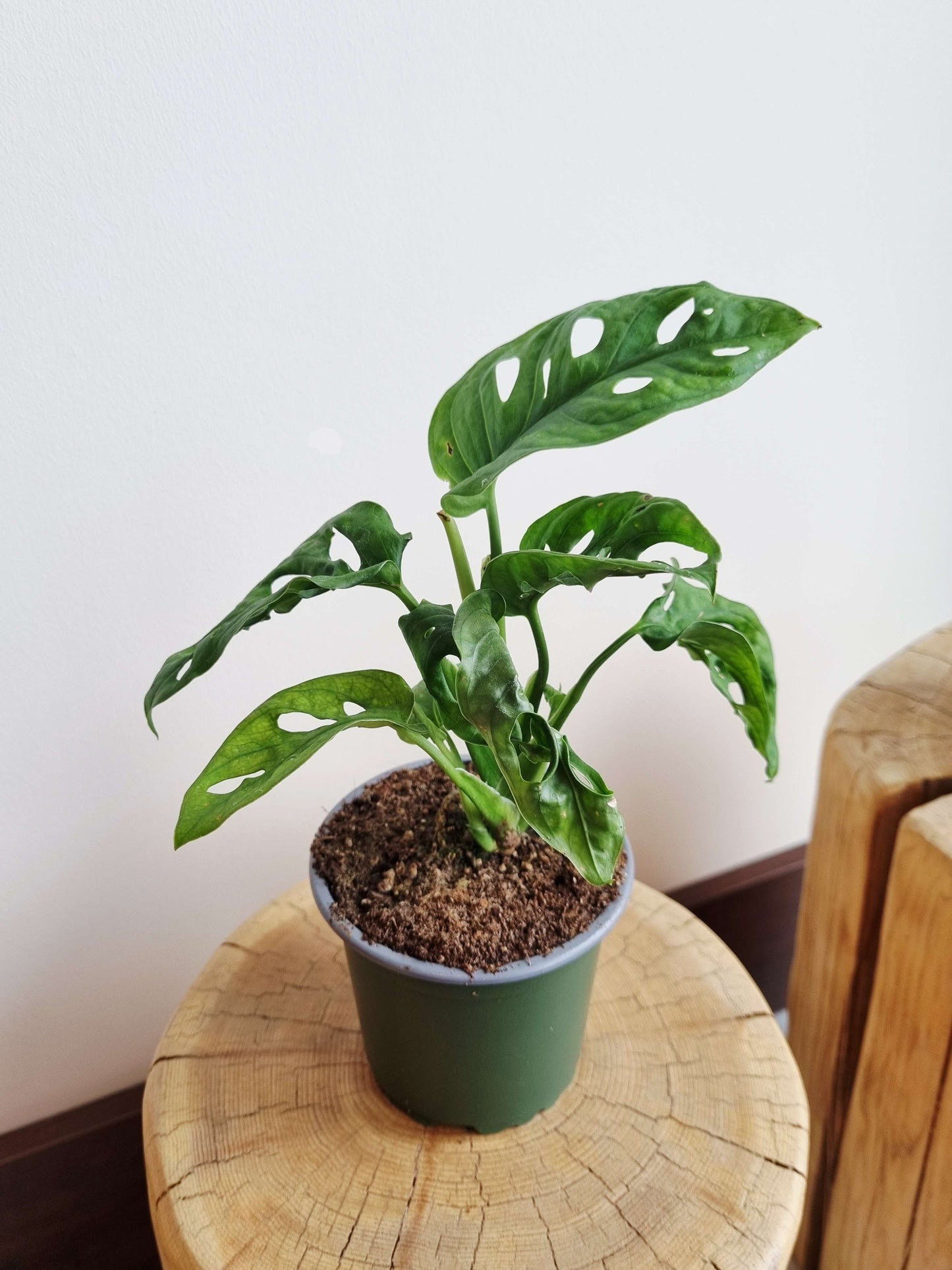 Monstera Monkey Mask