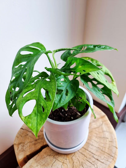 Monstera Monkey Mask