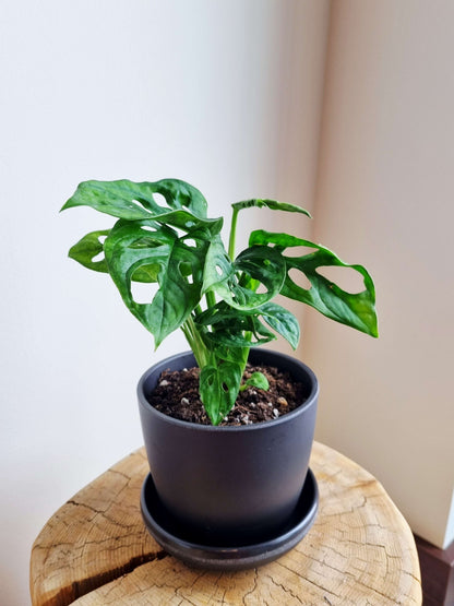 Monstera Monkey Mask