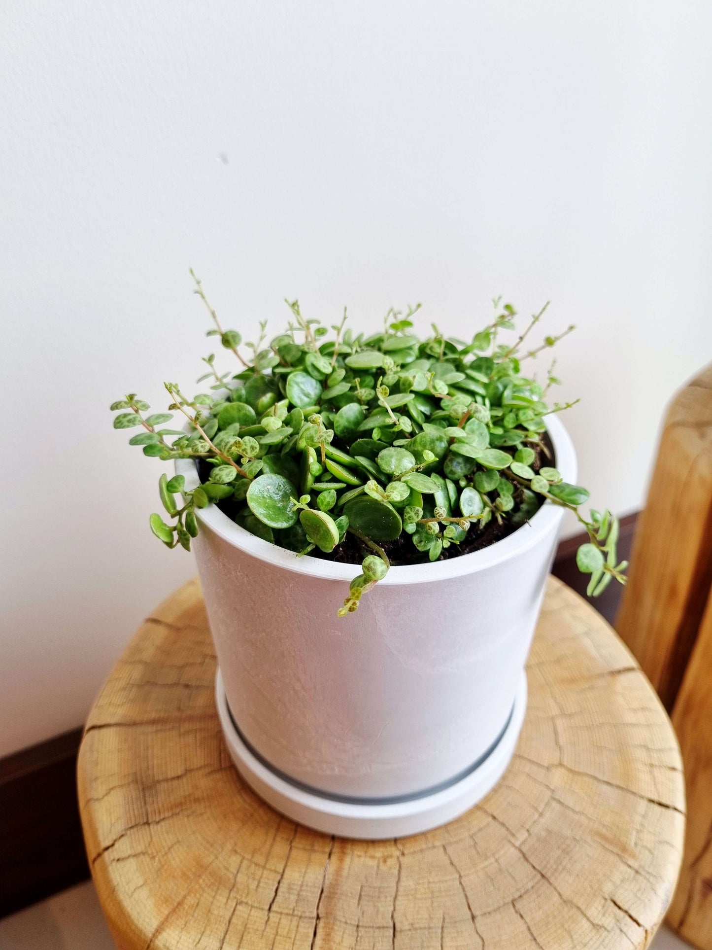 String of Turtles