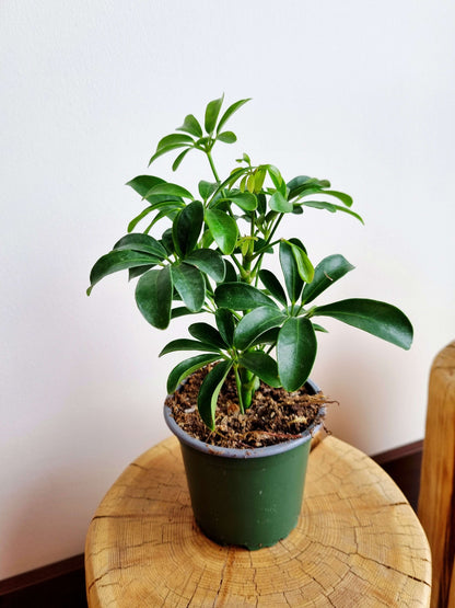 money tree vs umbrella tree Schefflera Umbrella Tree – Nabi Flowers