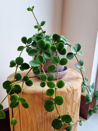 Hope Peperomia