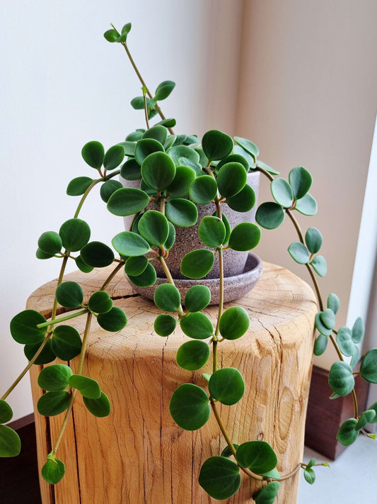 Hope Peperomia