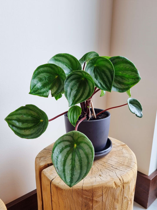 Watermelon Peperomia
