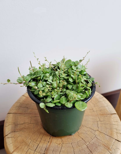 String of Turtles