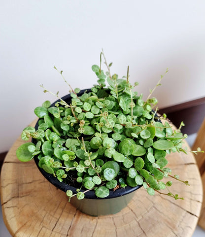 String of Turtles