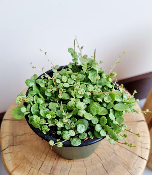 String of Turtles