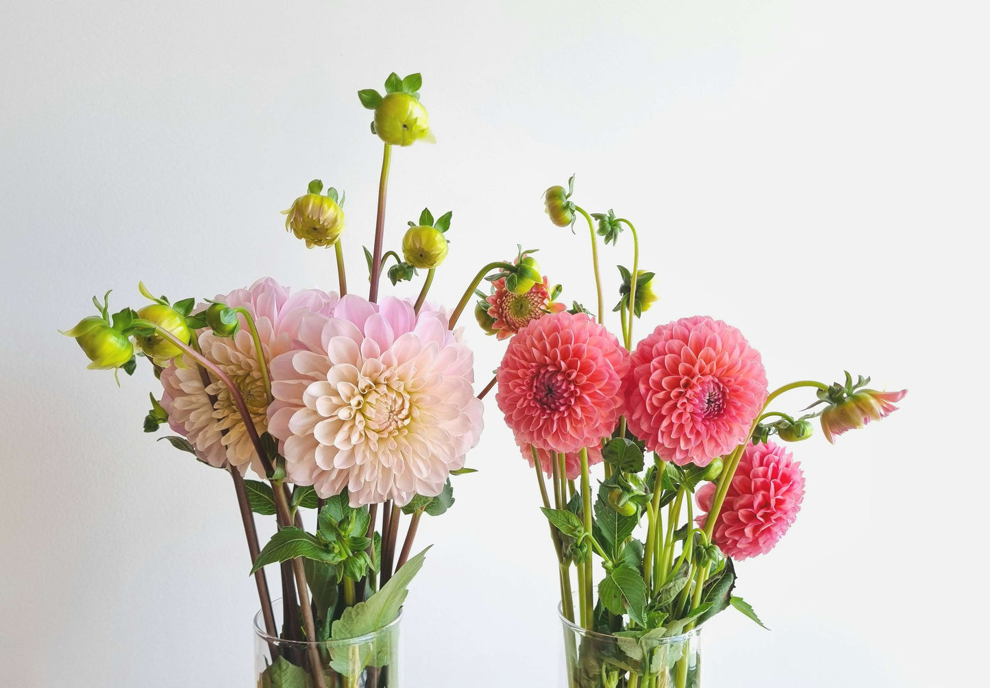 Fresh Cut Dahlias