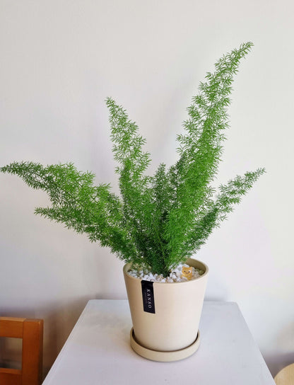 Foxtail Fern