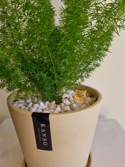 Foxtail Fern