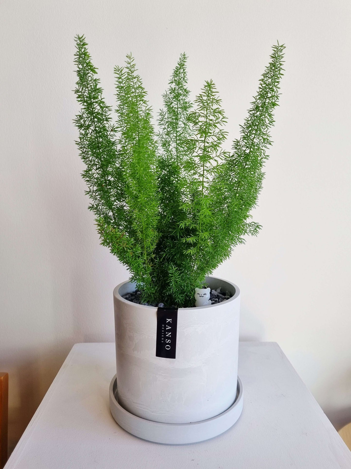 Foxtail Fern