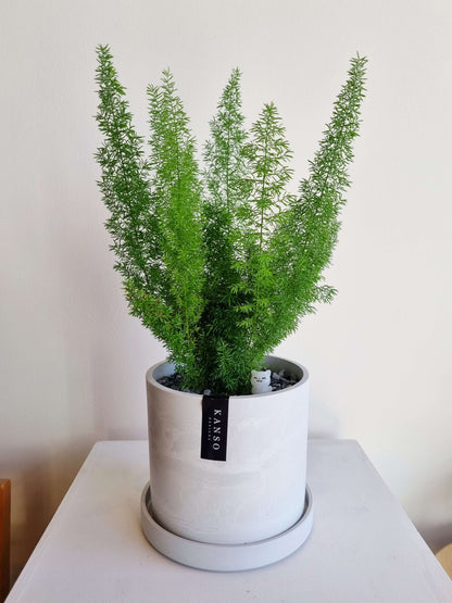 Foxtail Fern