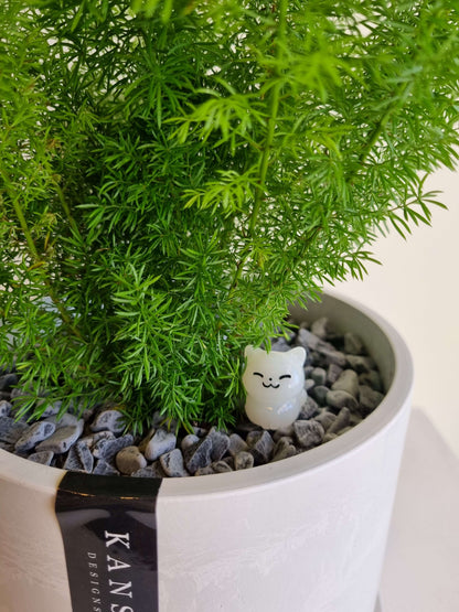 Foxtail Fern