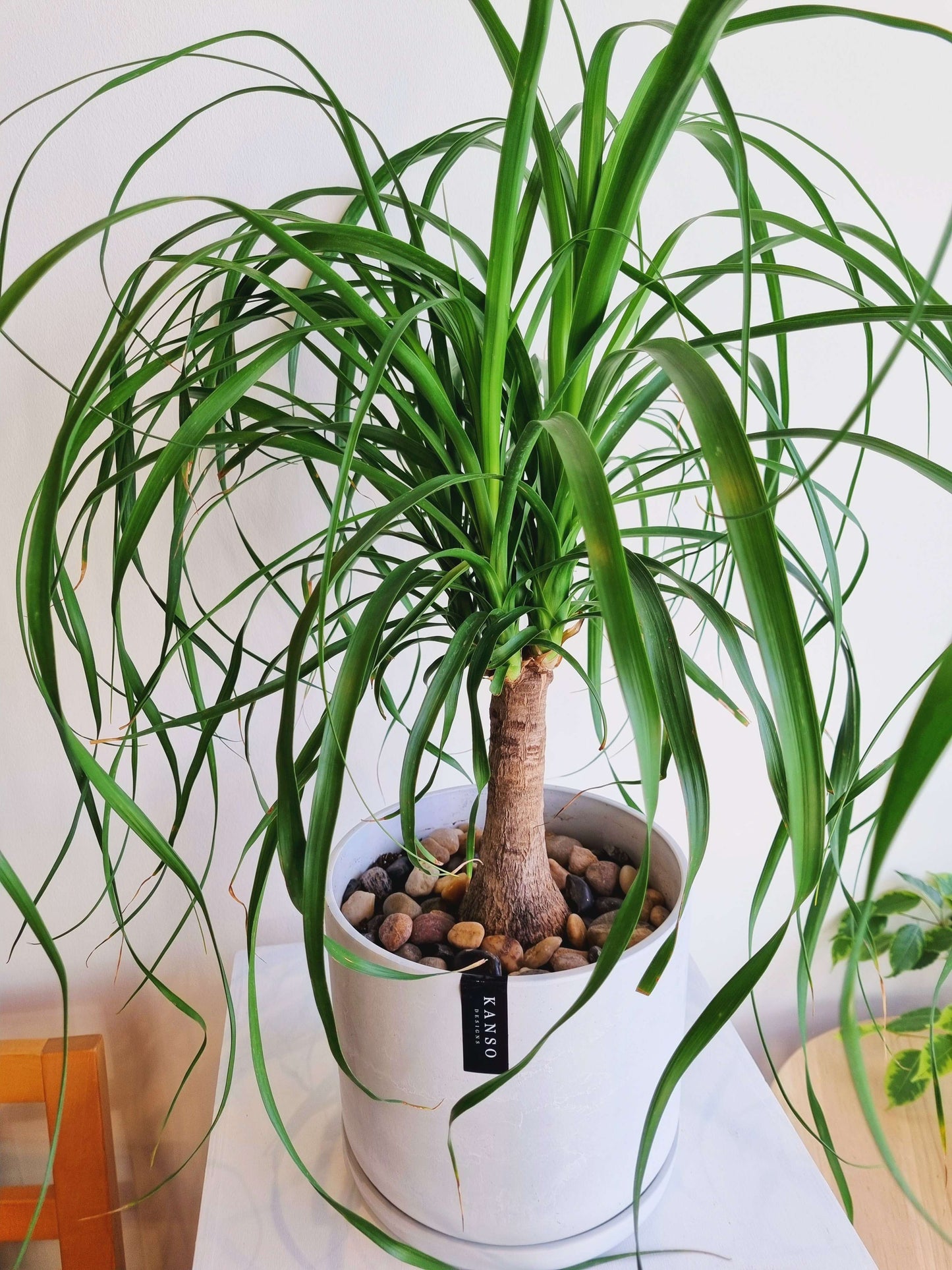Ponytail Palm