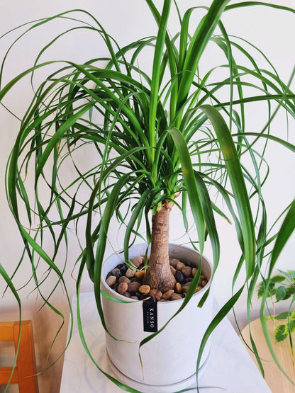 Ponytail Palm