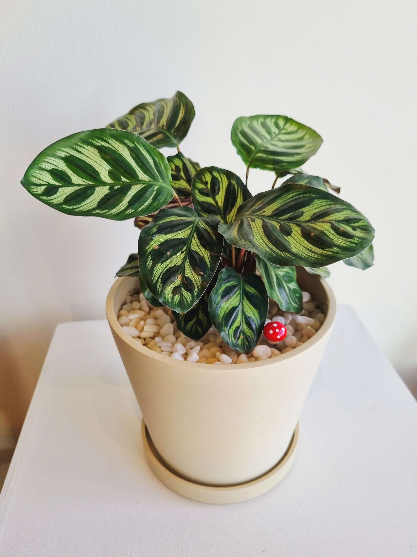 Calathea Peacock