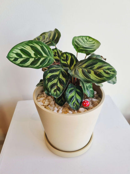 Calathea Peacock