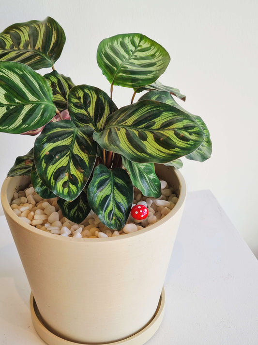 Calathea Peacock