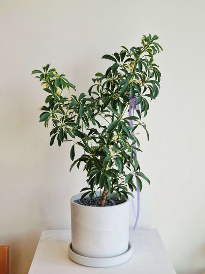 Schefflera Umbrella Tree - Moonlight