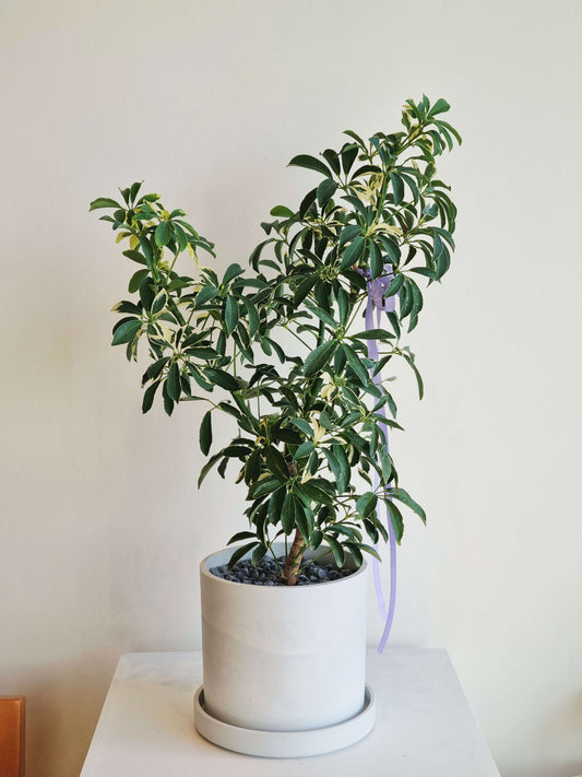 Schefflera Umbrella Tree - Moonlight