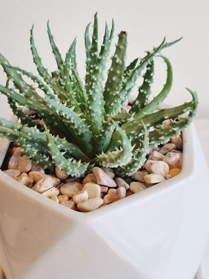Geo Planter Succulent
