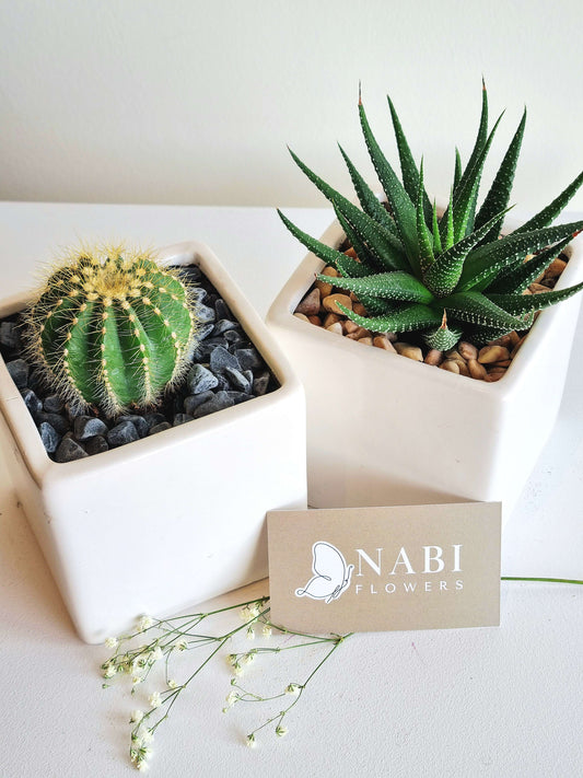 Ceramic Cube Plant