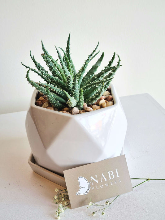 Geo Planter Succulent