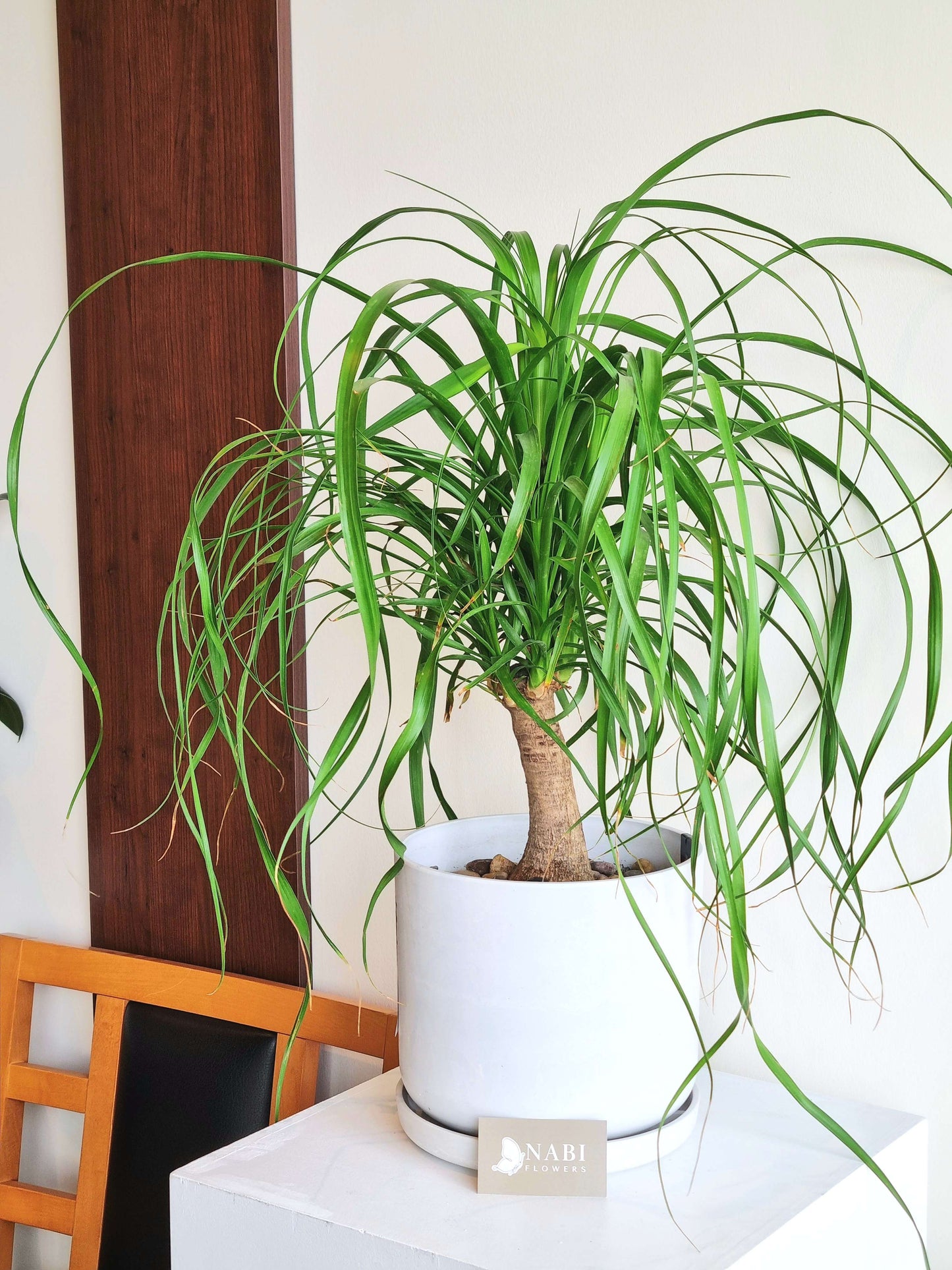 Ponytail Palm
