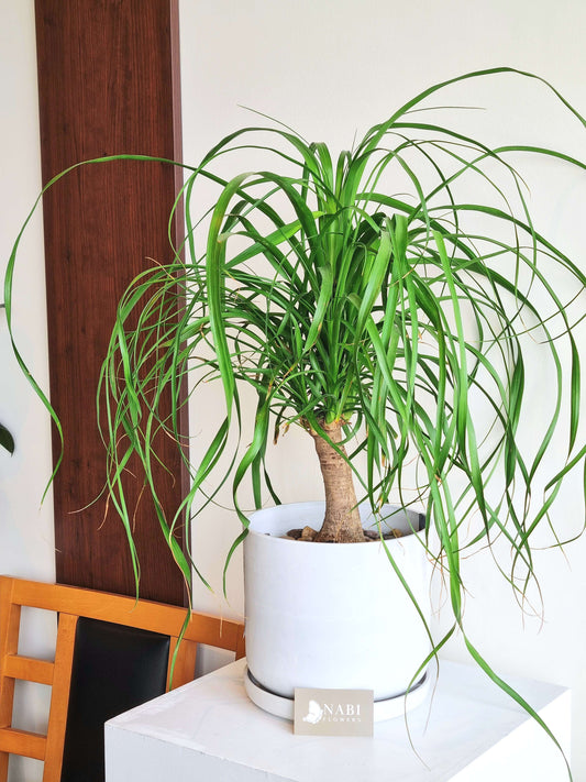 Ponytail Palm