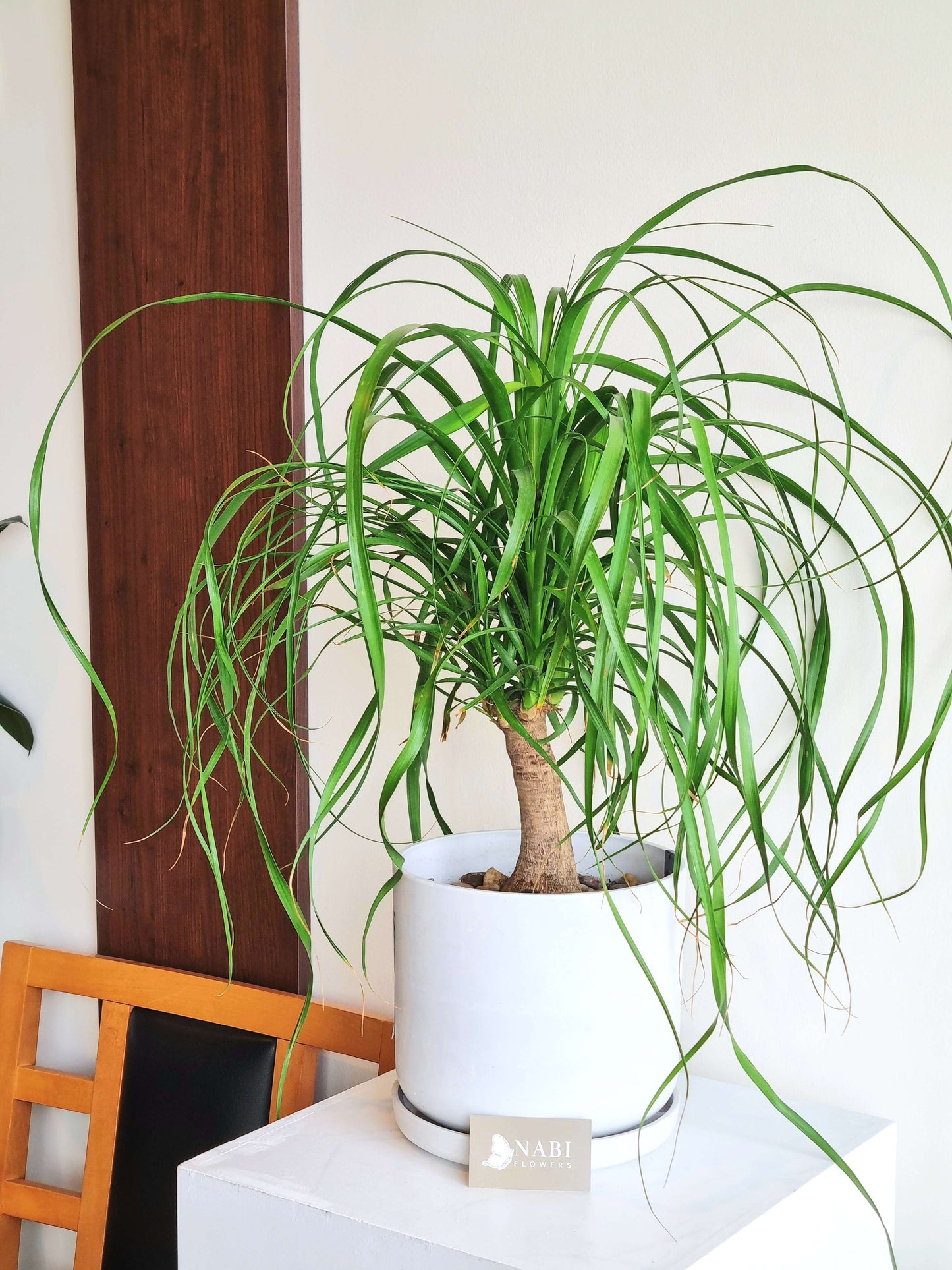 Ponytail Palm