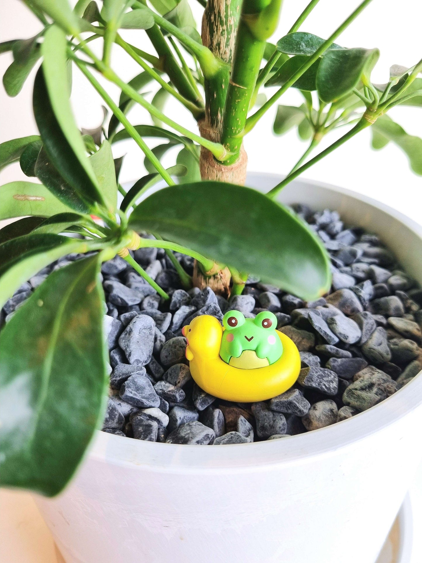Schefflera Umbrella Tree