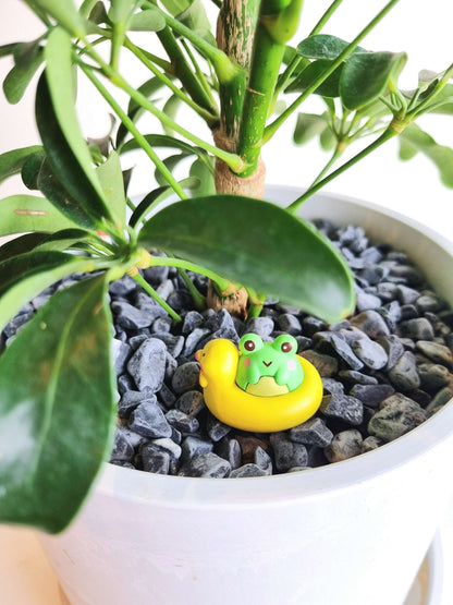 Schefflera Umbrella Tree