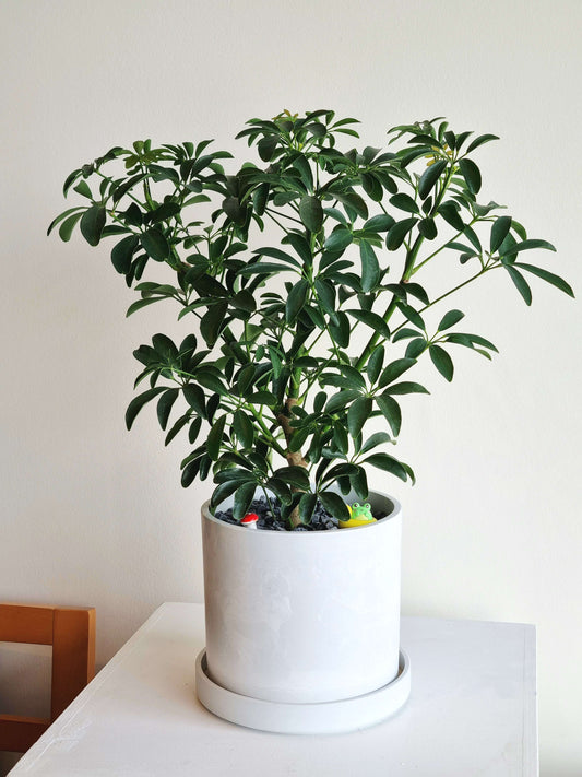 Schefflera Umbrella Tree