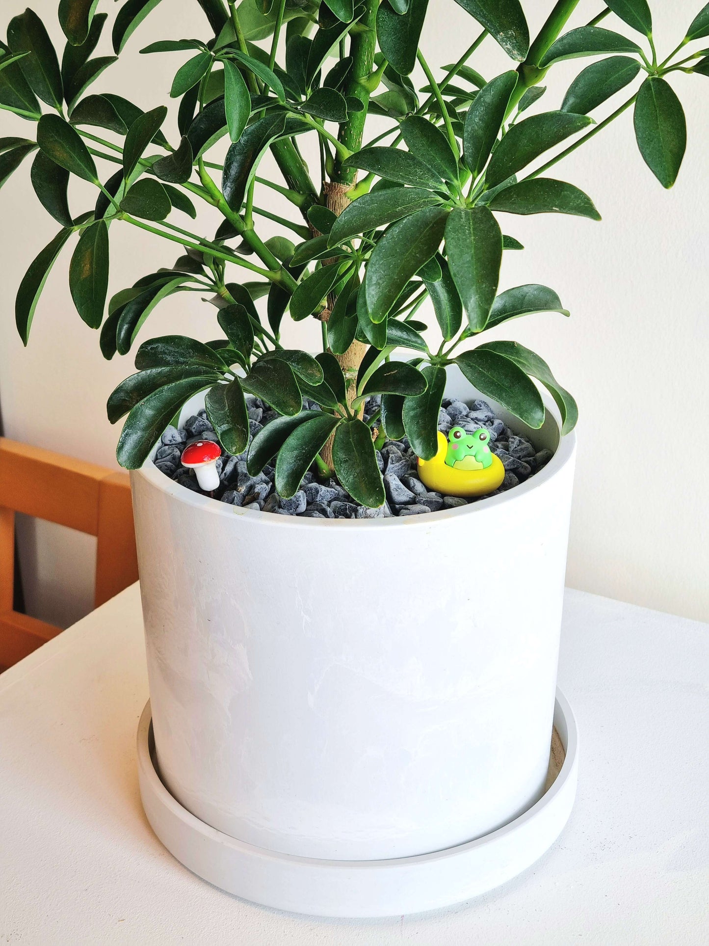 Schefflera Umbrella Tree