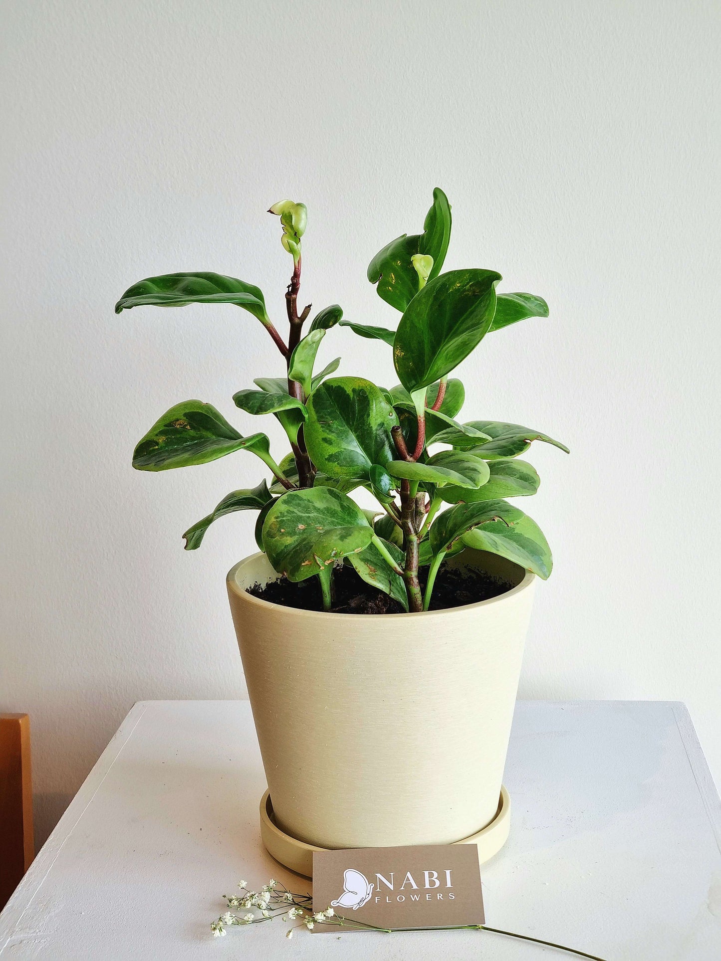 Peperomia Obtusifolia