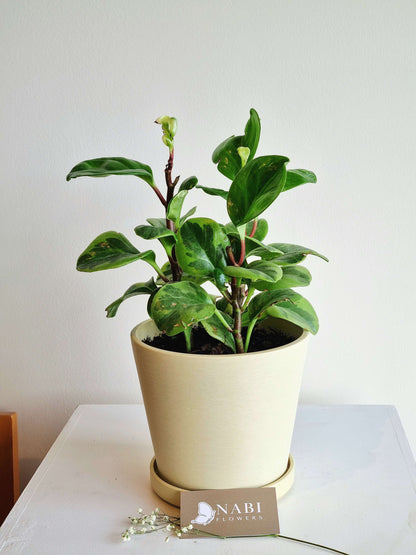 Peperomia Obtusifolia