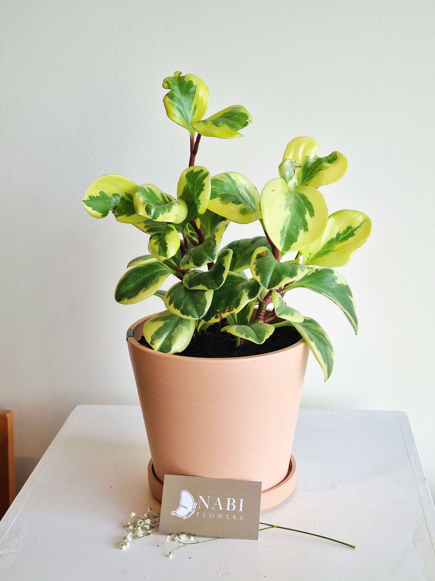 Peperomia Obtusifolia Variegated