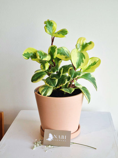 Peperomia Obtusifolia Variegated