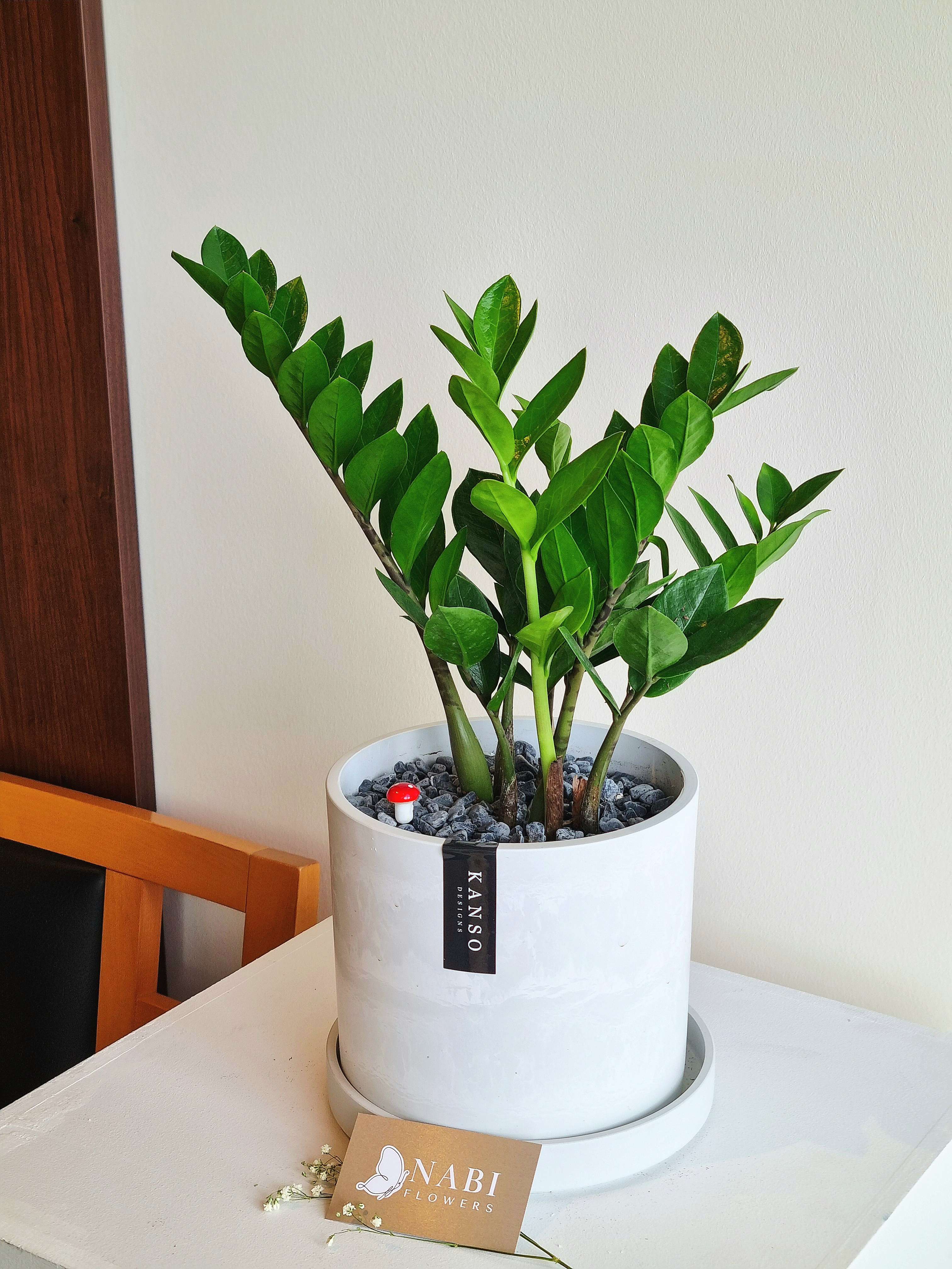 ZZ Plant – Nabi Flowers