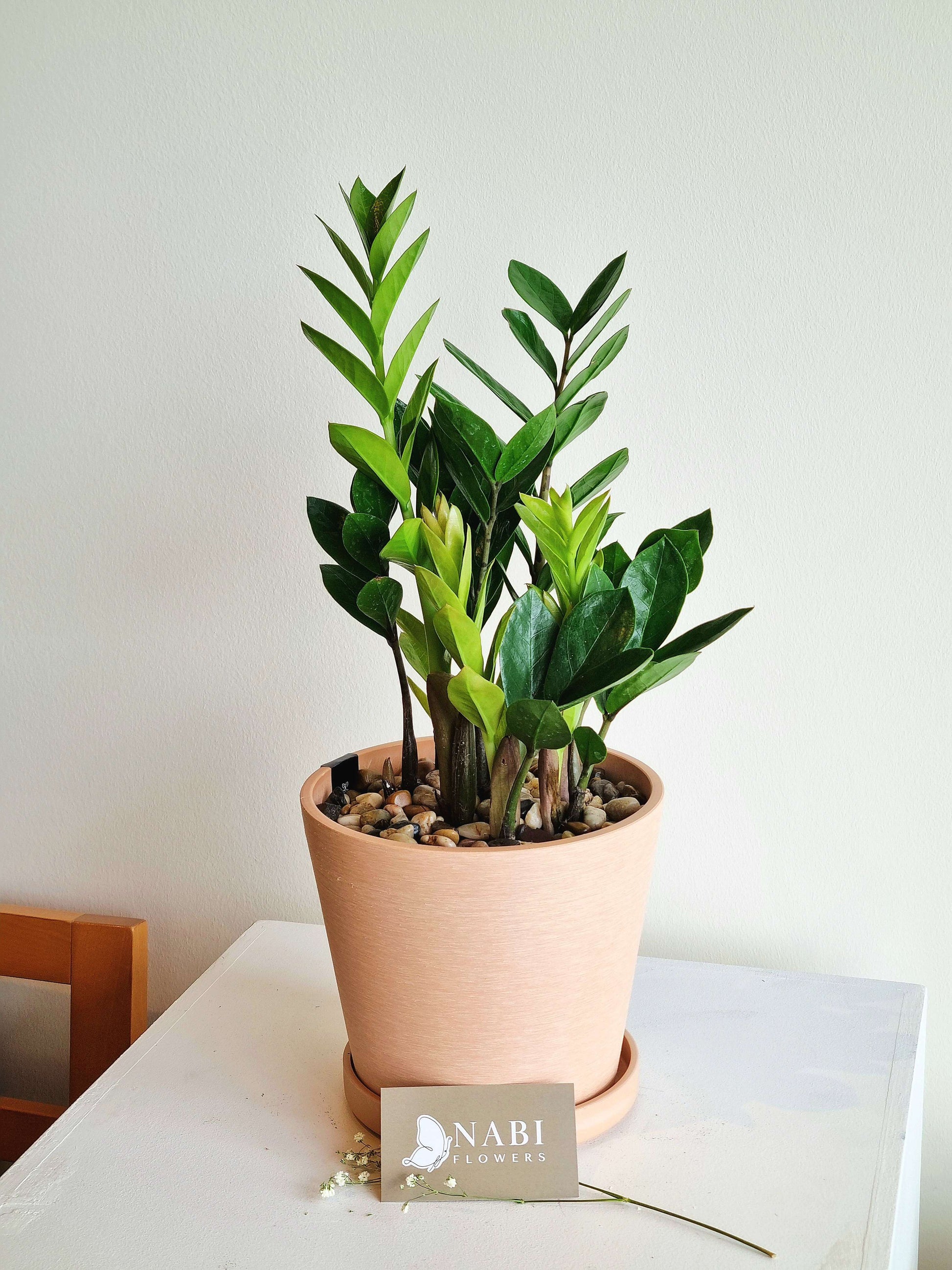 zz plant flowers ZZ Plant – Nabi Flowers